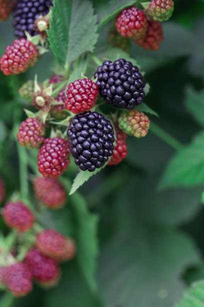 Blackberry bush with ripe and green berries