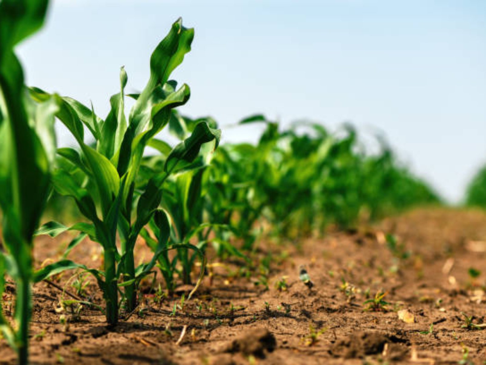 Green small corn sprouts in cultivated agricultural field, low angle view. Agriculture and cultivation concept. Selective focus.