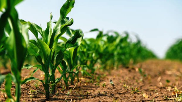 Green small corn sprouts in cultivated agricultural field, low angle view. Agriculture and cultivation concept. Selective focus.