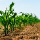 Green small corn sprouts in cultivated agricultural field, low angle view. Agriculture and cultivation concept. Selective focus.