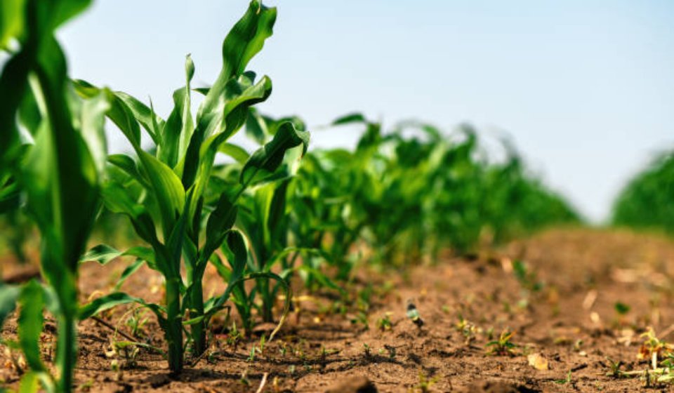 Green small corn sprouts in cultivated agricultural field, low angle view. Agriculture and cultivation concept. Selective focus.