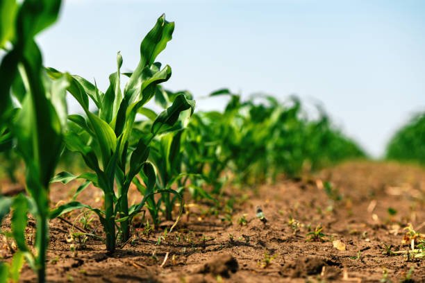 Green small corn sprouts in cultivated agricultural field, low angle view. Agriculture and cultivation concept. Selective focus.